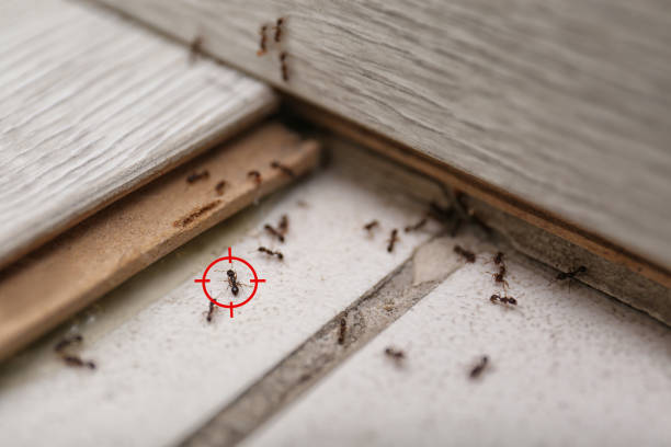 Best Pest Inspection Near Me  in Riverview, SC